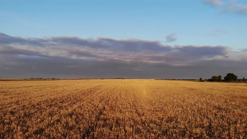 Aerial Drone Low Flight Above Ripe Yellow Wheat Field with Cloudy Blue Sky in the Background.
