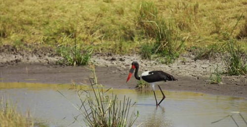 A Saddle-billed Stork