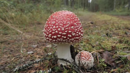 Striking Fly Agaric Mushrooms Growing in a Forest