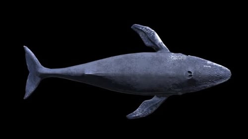 3D Animated Blue Whale Swimming with Alpha Channel Loop