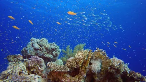 Sea Coral Reef