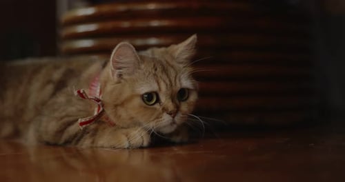Tan Cat with Ribbon Collar Lays on Floor