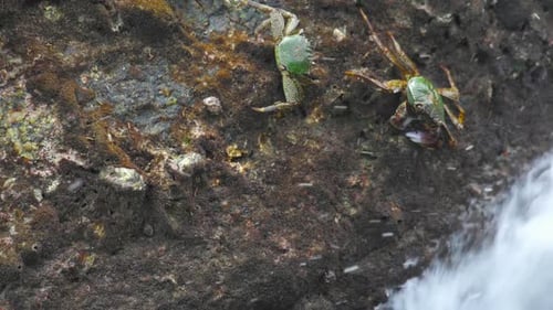 Krabben auf dem Felsen am Strand