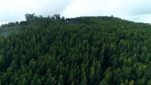Forêt de montagne