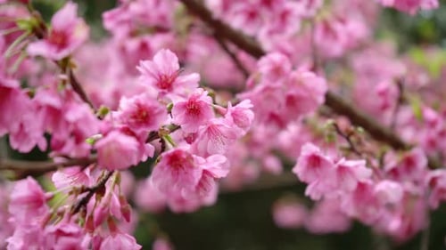 Beautiful Pink Cherry Blossoms Blooming in Springtime