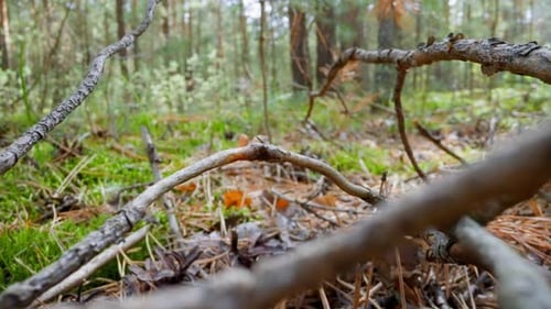 Pile of Dry Sticks on Fir Needles on Ground in Forest