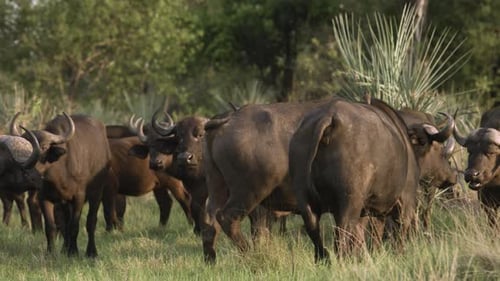 Una manada de búfalos africanos camina.