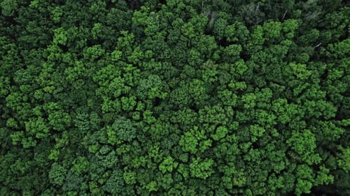 Top Down View of Autumn Forest