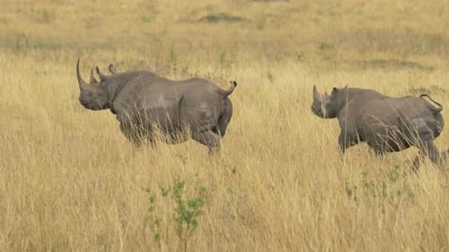 Rhino mother and calf running in Masai Mara