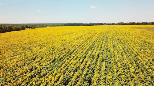 Flying Over the Fields of Blooming Sunflowers. Aerial View Of The Sunflower Field.