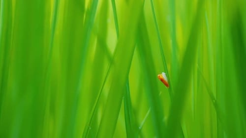 Red leafhoppers on the leaves of rice plants