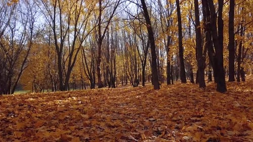 Autumn Garden in the City Park, Sunny Day.