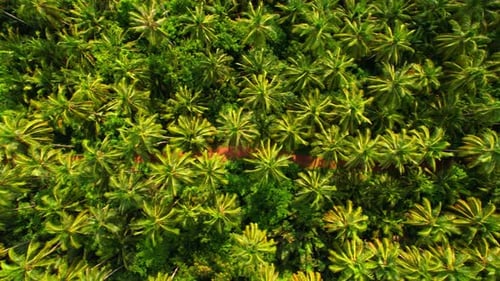 4K Aerial view drone fly over coconut trees, Green and yellow treetops.