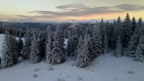 Drone Rising Above Pine Forest Unveiling Mountain Range at Sunrise