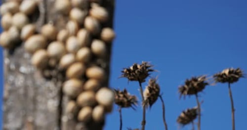 Theba pisana, également nommée, escargot de jardin blanc, escargot des collines de sable.