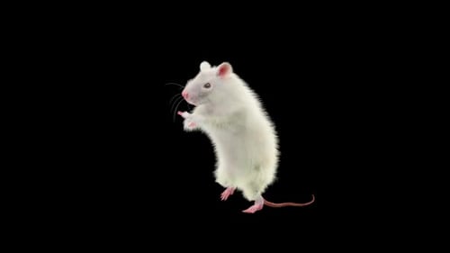 3D Animated White Rat Standing on Hind Legs