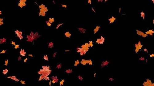 Maple Leaves 01 Hd