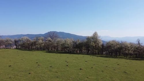 Aerial Shot Of Vegetation And Trees In The Spring V2