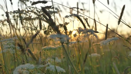 Golden Sunlight Shining Through Meadow Grass and Flowers