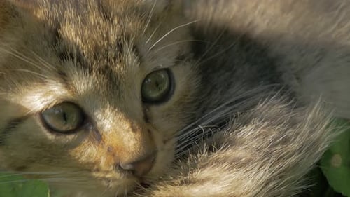 Kitten in the garden playing and looking in to camera 4K 2160p UHD video - Cat in the grass laying