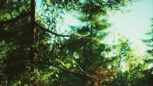 Green Cone Trees in Bright Sun Light