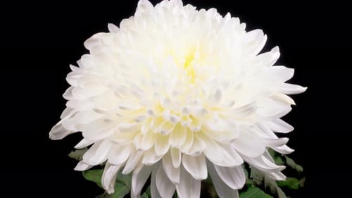 Macro Shot of White Flower Blooming Against Black