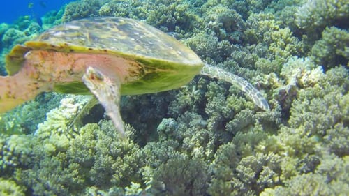 Turtle Swimming in Blue Water