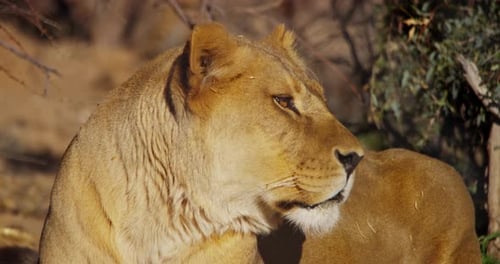 Aufnahmen von Lion, aufgenommen auf RED Epic