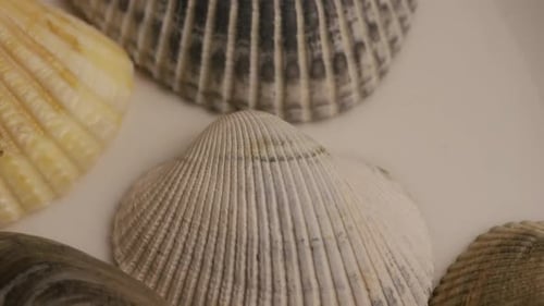 Rotating stock footage shot of sea shells - SEA SHELLS 002