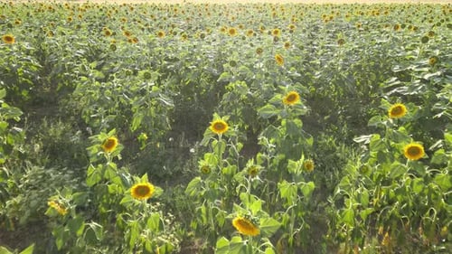 sunflowers natural
