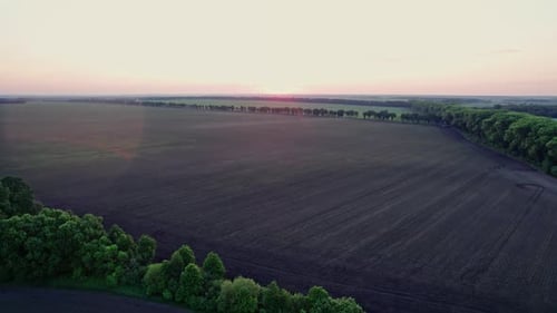 Drone Flight Over Green Grass Forest Landscape with Meadow and Trees