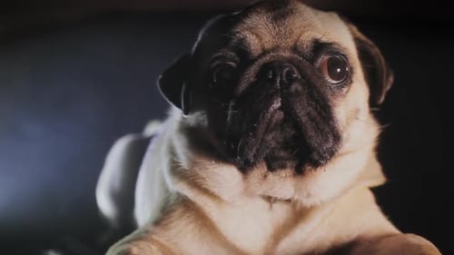 Portrait of a Pug Dog in the Dark