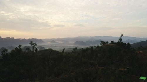 Forest In The Morning