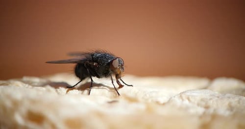 Macro Shot of a Common Housefly