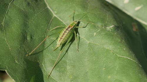 Vidéo 4K de l'insecte Tettigonia viridissima, jeune et grand grillon vert