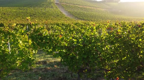 Vineyards Agriculture Aerial View