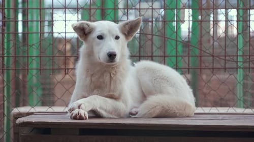Homeless Dog Inside a Cage at the Shelter