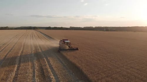 Aerial View Red Harvester Working in the Field. Combine Harvester Agricultural Machine Collecting