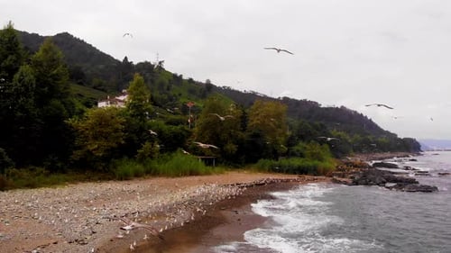 Waves and Seagulls on the Beach