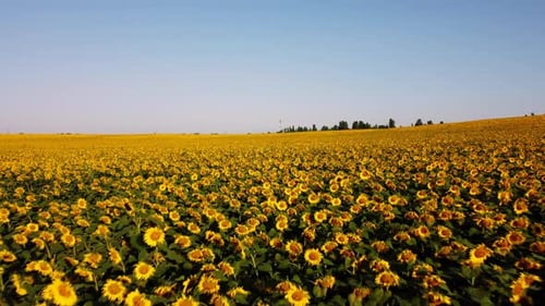 Aerial Drone View Flight Over Sunflowers Growing on Field of Sunflowers