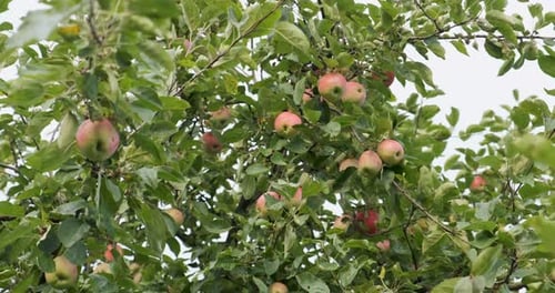 Apples Hanging on the Tree Branches. Good Harvest in the Garden