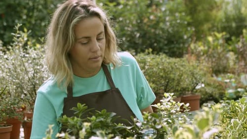 Woman Gardening Plants in the Sunlight