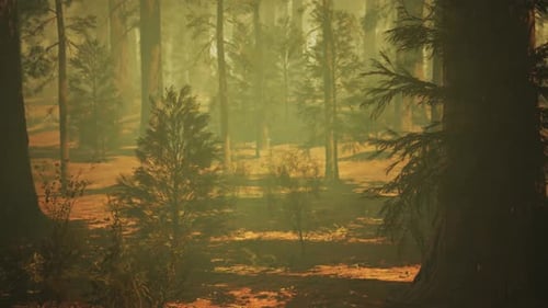 Loop Giant Sequoia Trees at Summertime in Sequoia National Park California