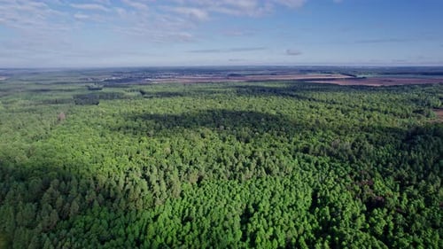 Trees Top View Forest Background