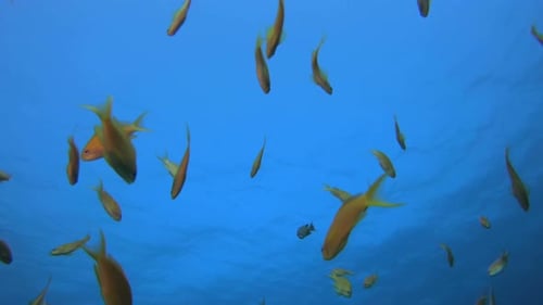 Fish Swimming in the Blue Ocean Water