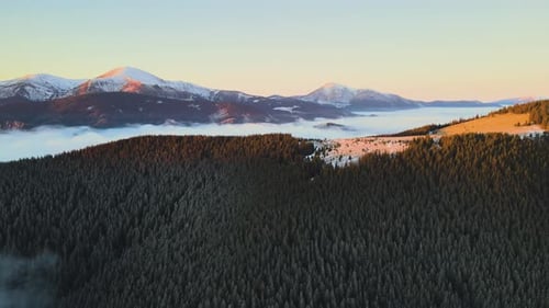 Aerial view of vibrant sunrise over Carpathian mountain hills covered with evergreen spruce