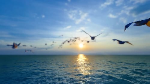 Eine Herde Möwen flog der Sonne entgegen