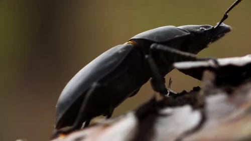 Macro View of Stag Beetle Which is Sitting on the Tree Branch at Autumn Day and Moving Its Chelas