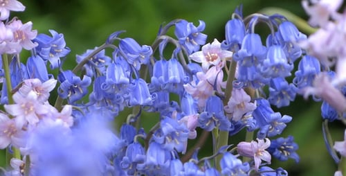 Romantic Garden - Bell Flowers - 02