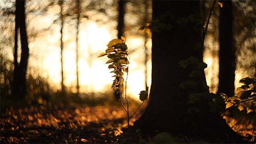 Forest in the Sunset 6